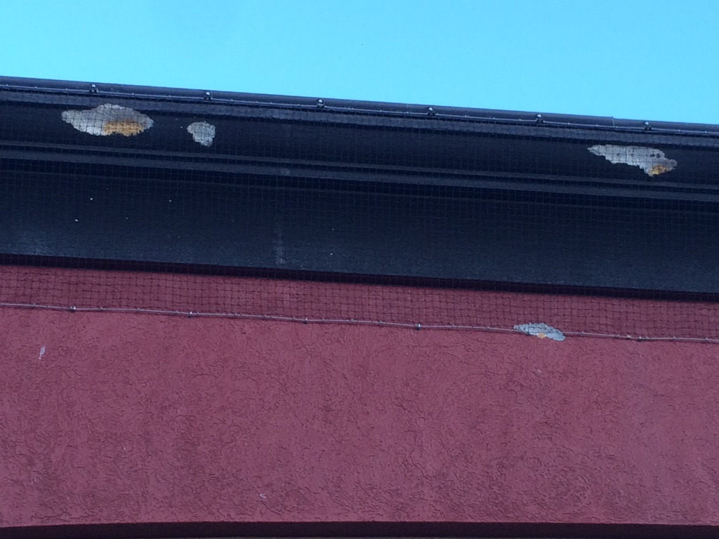 How To Prevent Woodpeckers From Damaging Your House